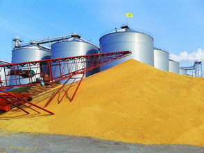 九三集團北安大豆收購忙 助推大豆制品與礦產(chǎn)化工產(chǎn)業(yè)協(xié)同發(fā)展